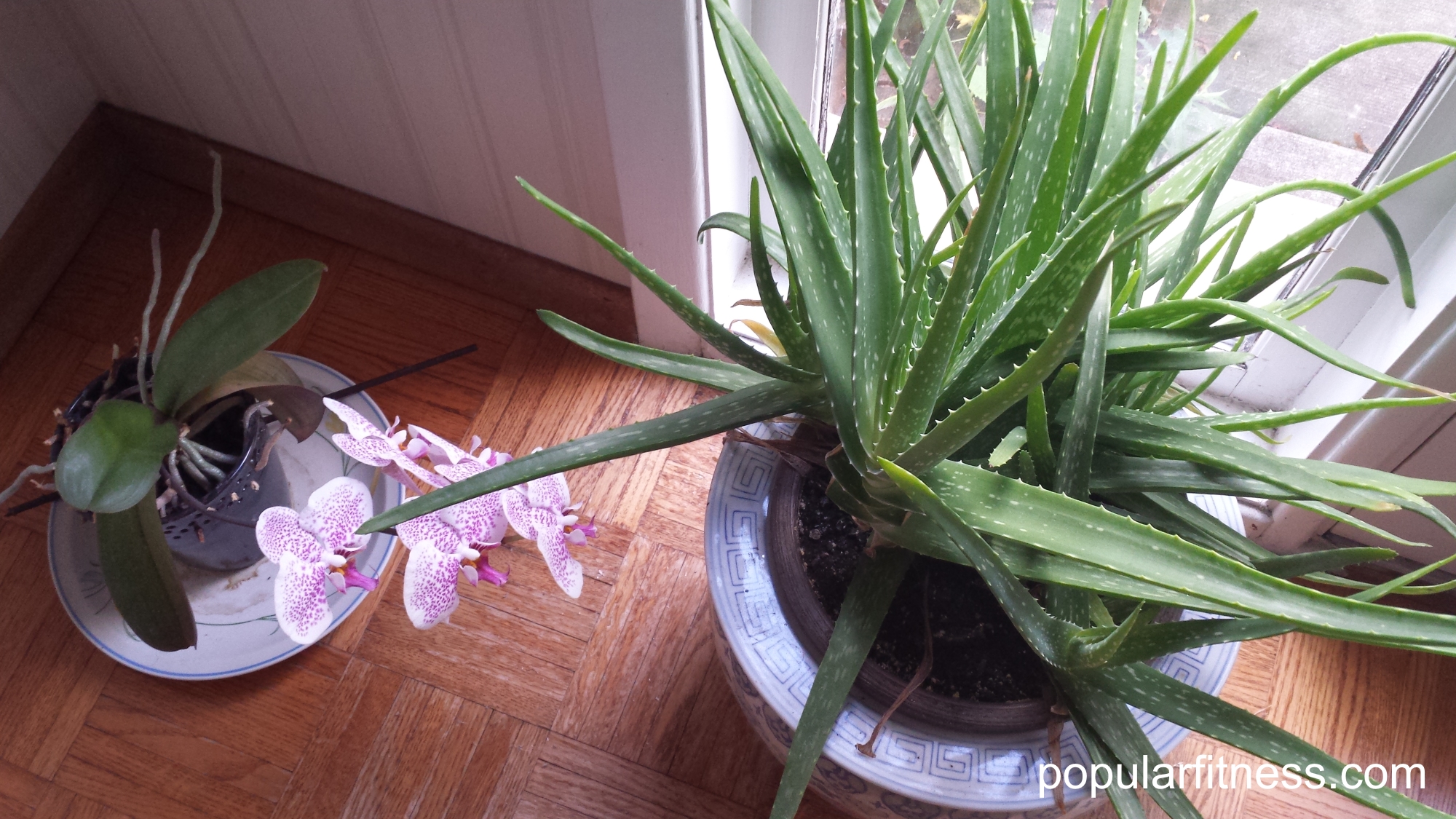 Aloe plant - Orchid blooming