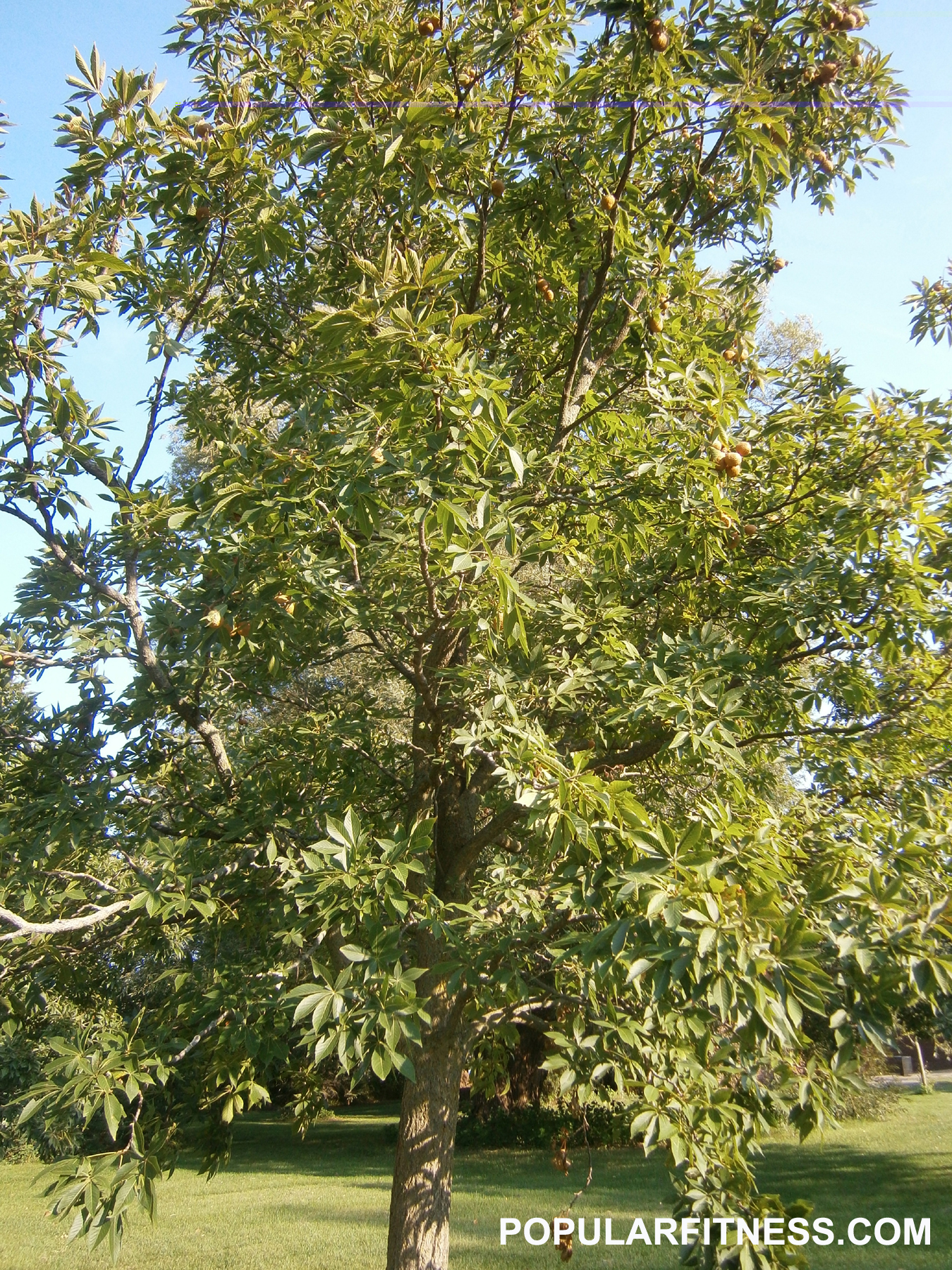 American beech tree