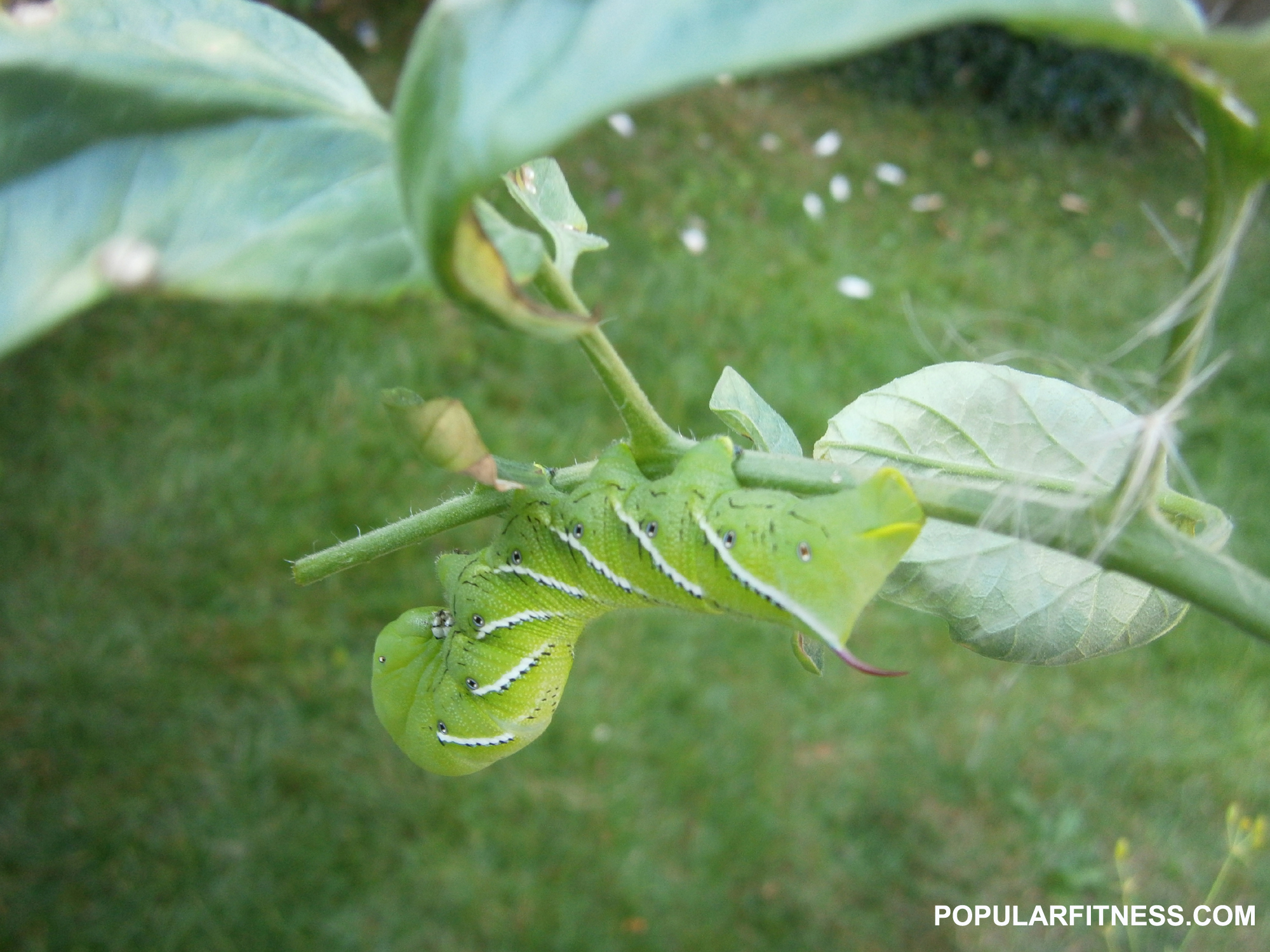 big green caterpillar- tomato hornworm