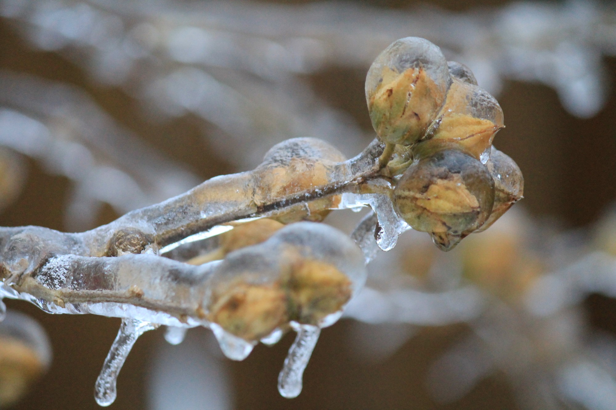 Ice on Rose of Sharon tree seed pod during the day close-up