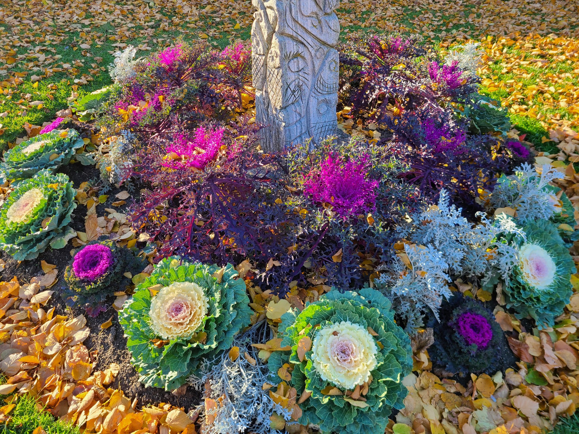 Amazing colors of ornamental cabbage in High Park, Toronto in November