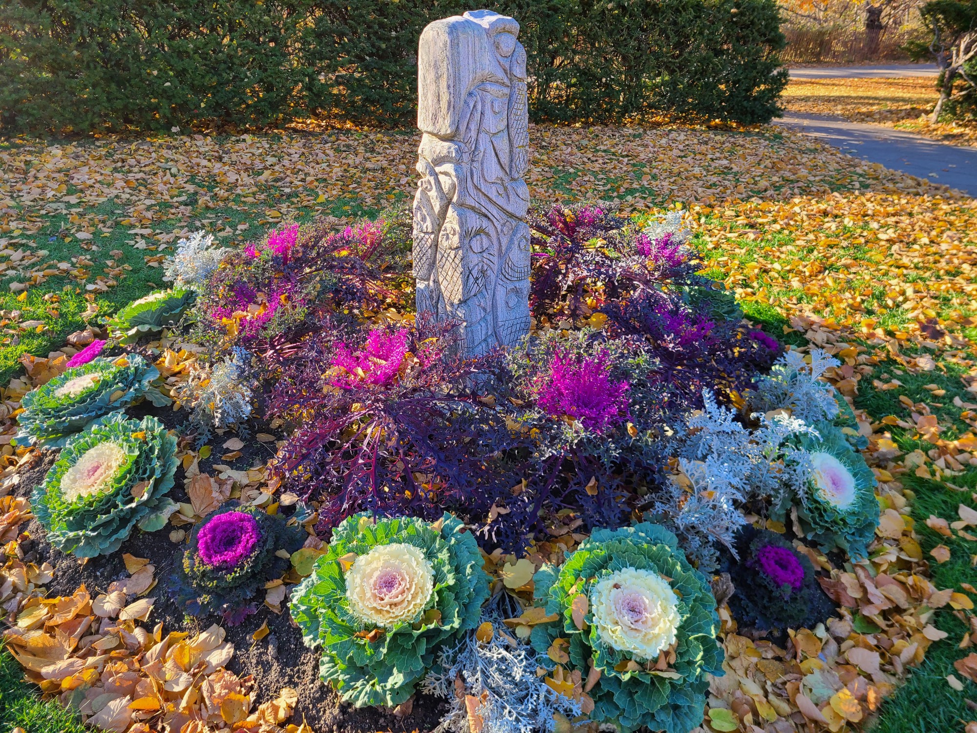 Beautiful and vibrant fall colors of ornamental cabbage (also known as flowering cabbage) and kale in High Park, Toronto in November