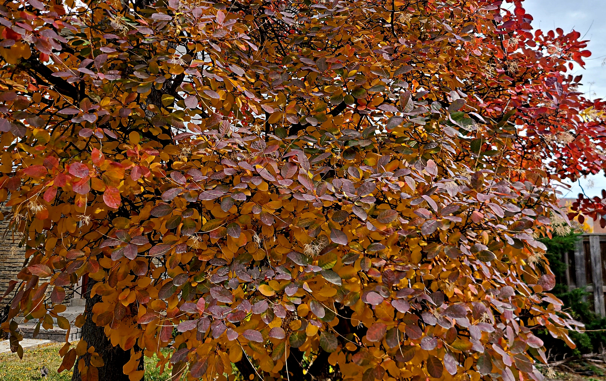 Spectacular fall colors of smoke bush