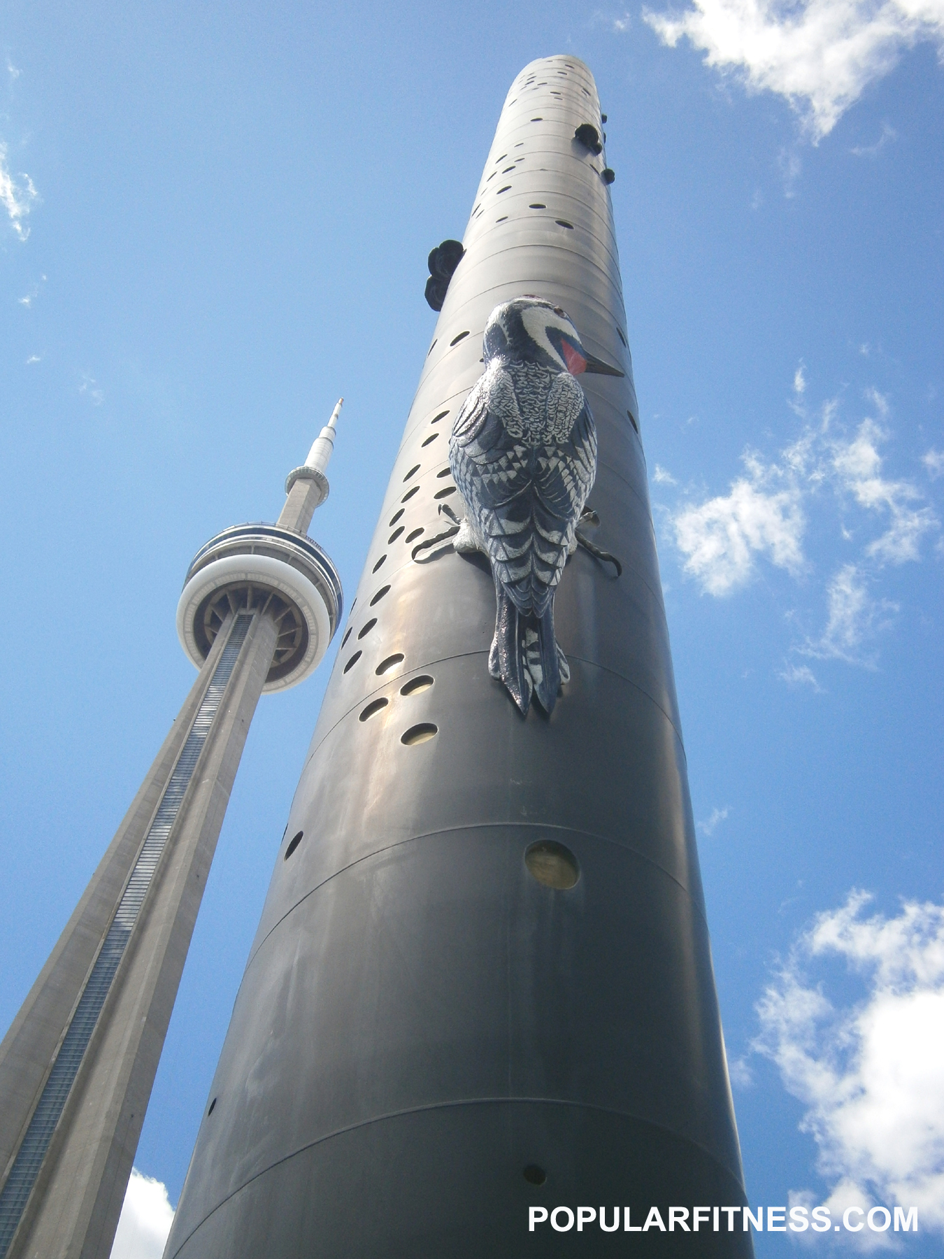 woodpecker - CN Tower