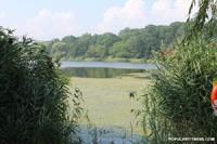 High Park - Reeds and Grenadier Pond