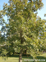 American beech tree - beechnut tree