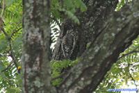 woodpecker - locust tree