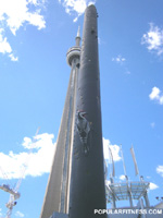 Woodpecker in Toronto