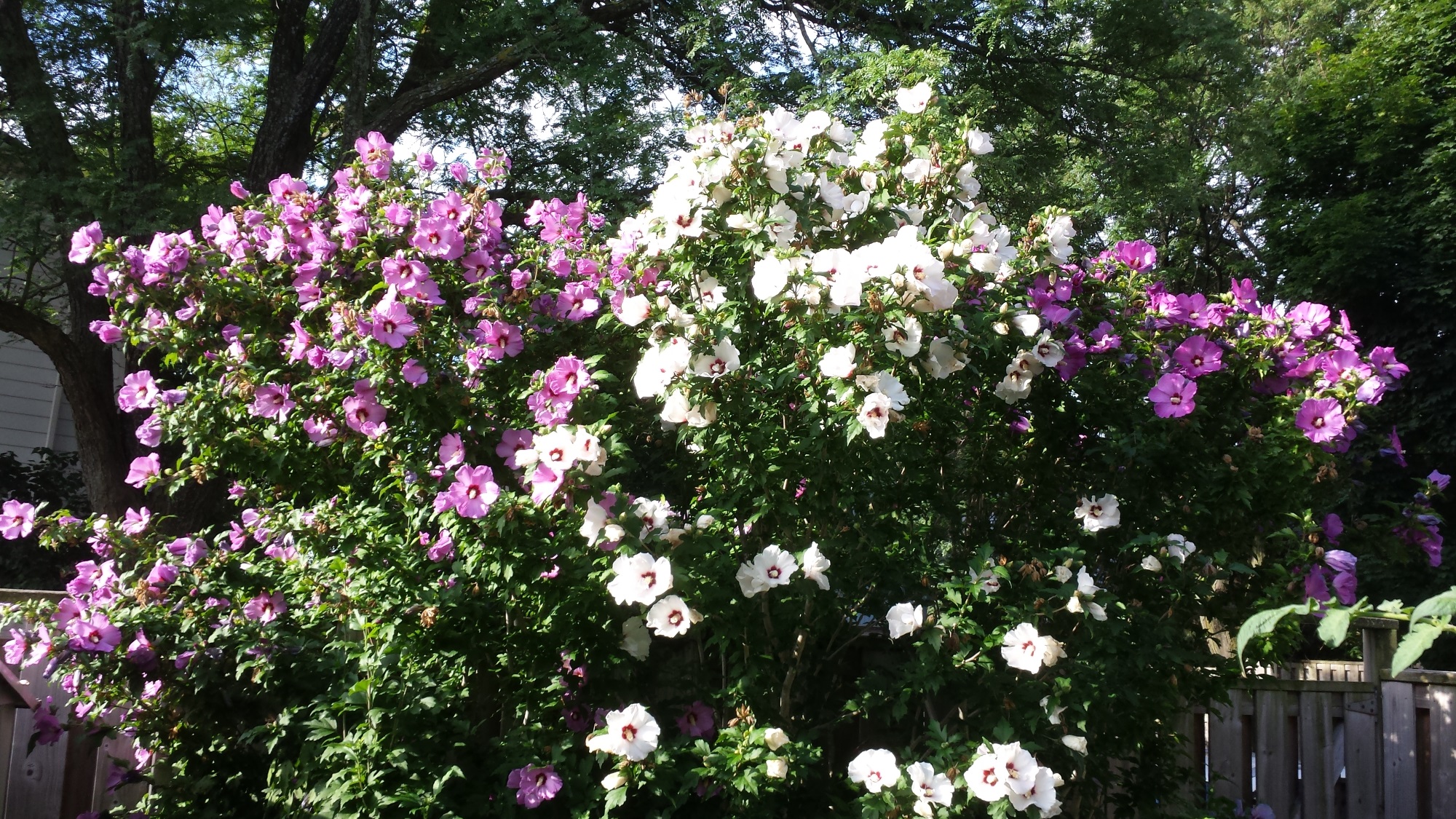 Rose of Sharon trees flowers in full peak bloom