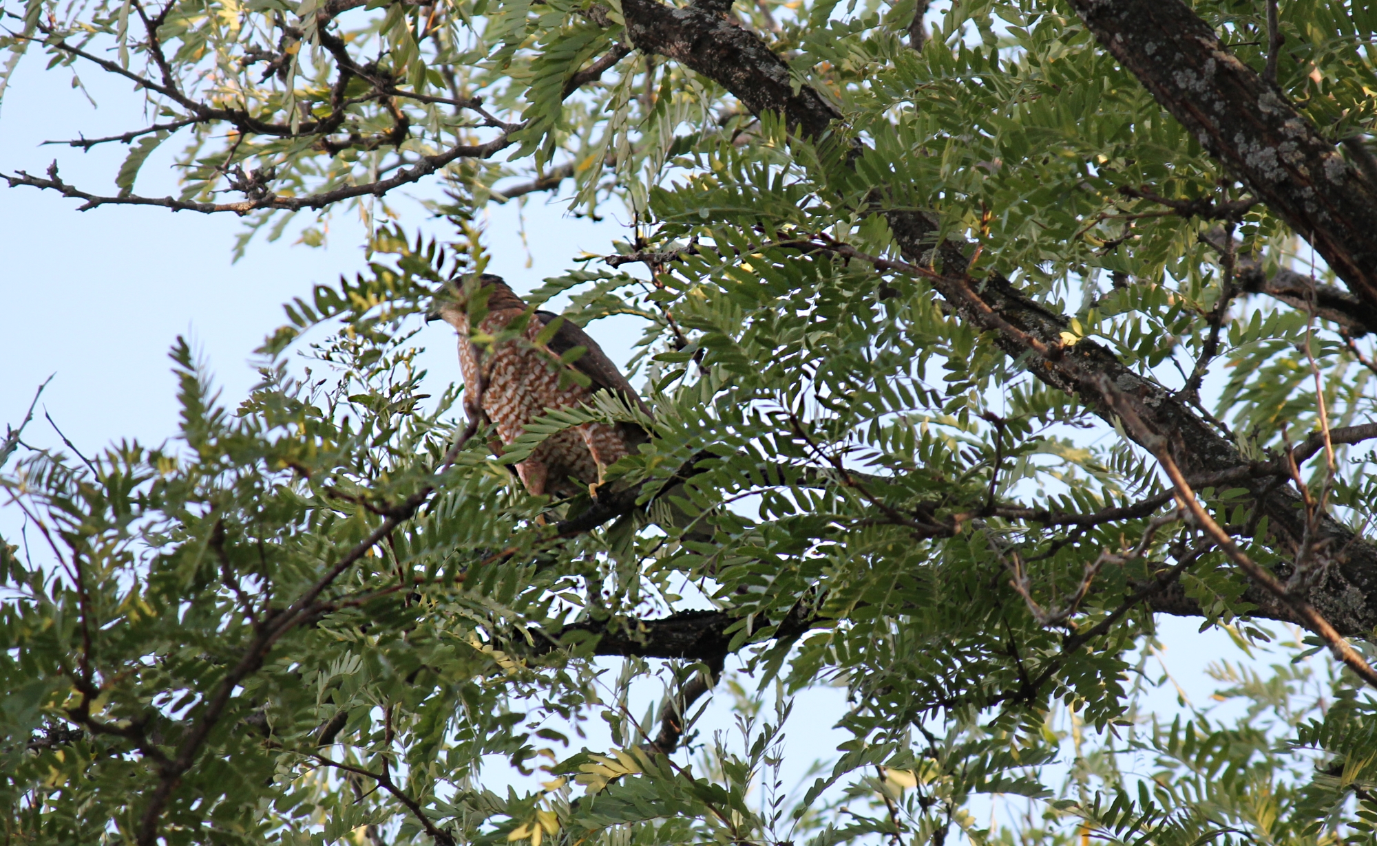 Hawk perched on a tree branch of a locust tree