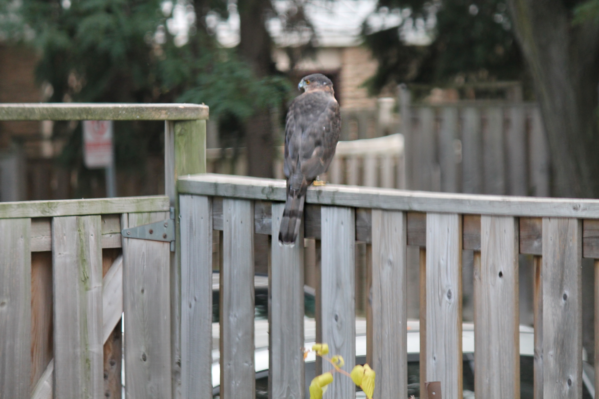 Hawk perched on a fence