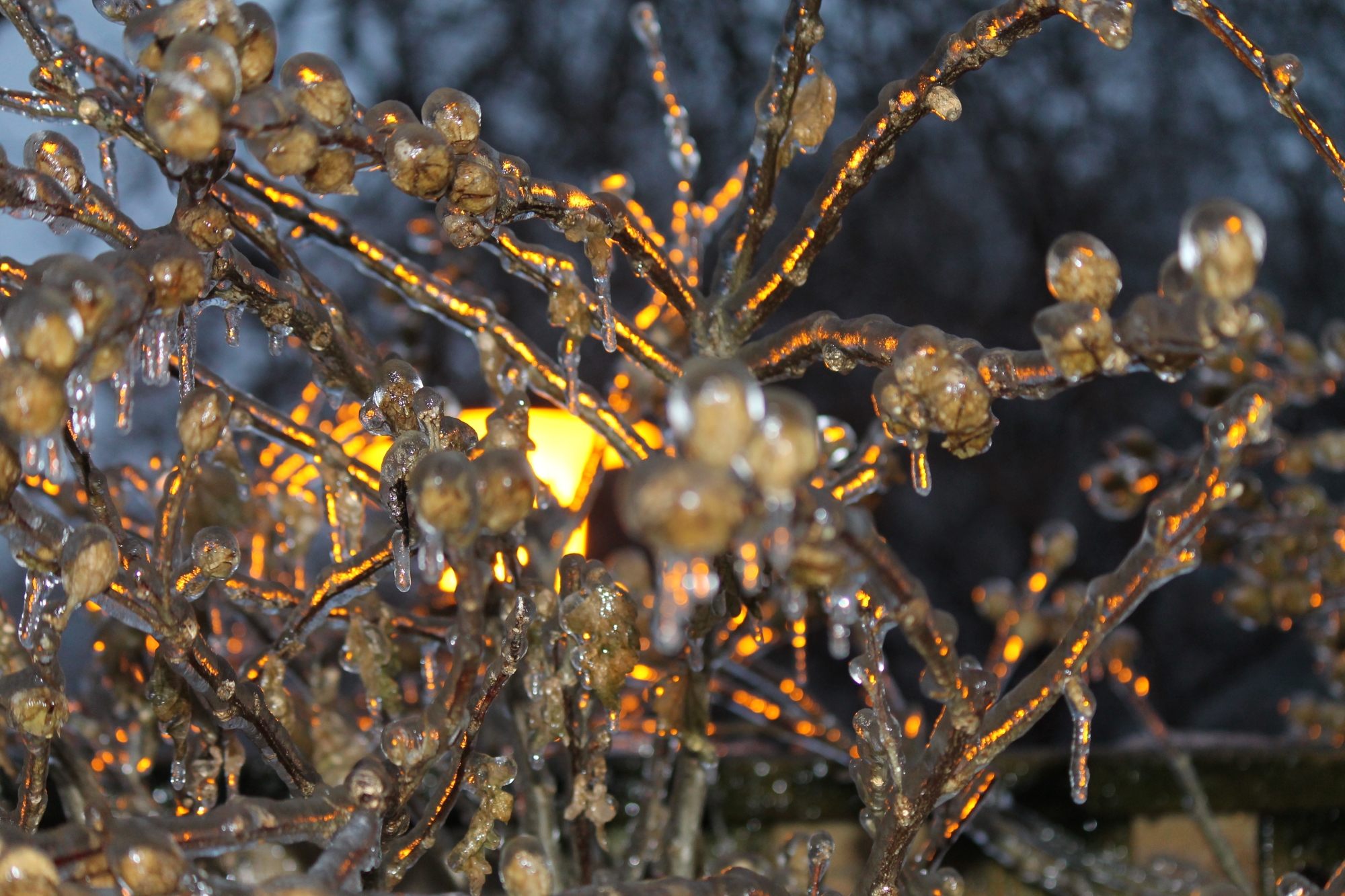 Ice on Rose of Sharon trees at night